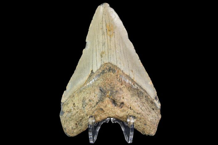 Fossil Megalodon Tooth - North Carolina #109671